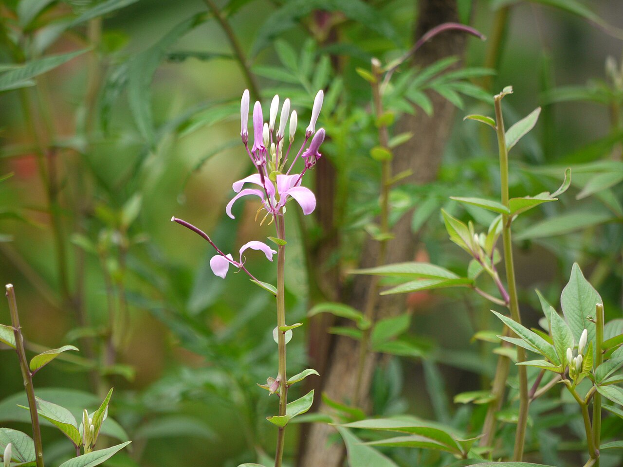 Volantines preciosos: Cleoserrata speciosa