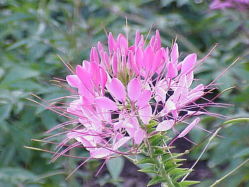 Volantines preciosos: Species : Cleome speciosa Family : Cleomaceae Image No. 1