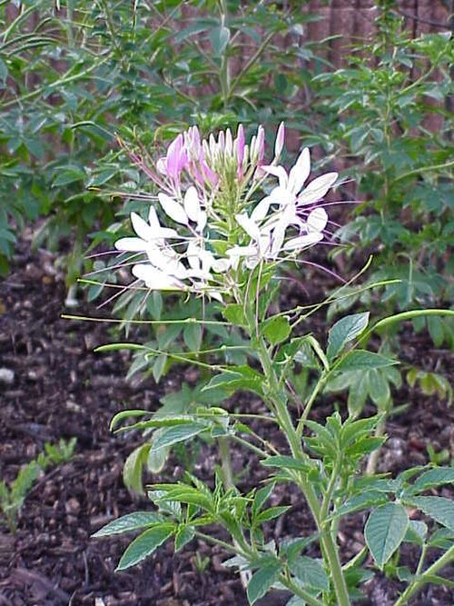 Volantines preciosos (Cleome speciosa)