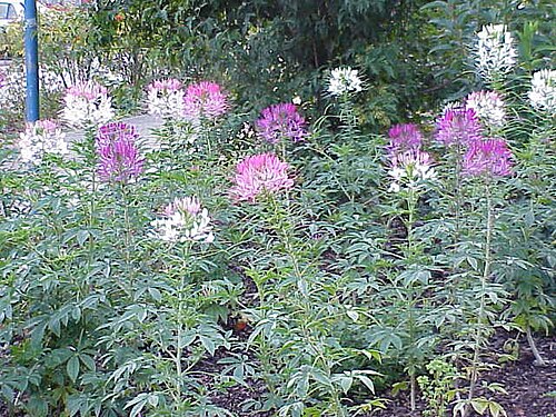 Volantines preciosos: Species : Cleome speciosa Family : Cleomaceae Image No. 2