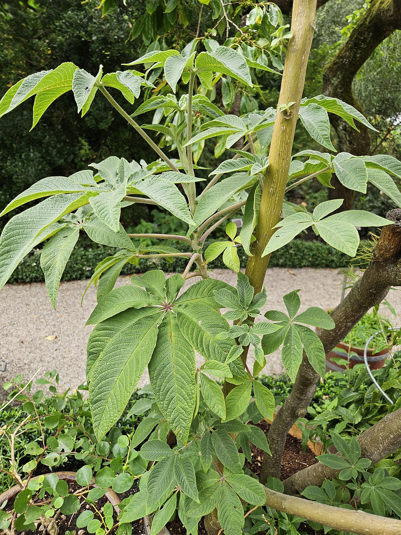 Volantines preciosos: Cleome viriciflora au jardin botanique Hortus botanicus d'Amsterdam