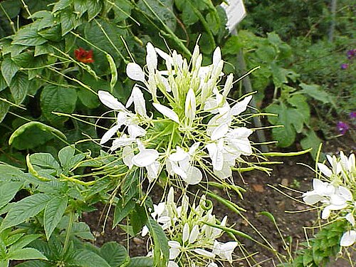 Volantines preciosos: Species : Cleome speciosa Family : Cleomaceae Image No. 7