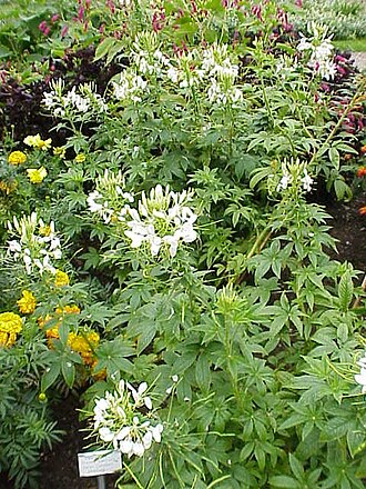 Volantines preciosos (Cleome speciosa)