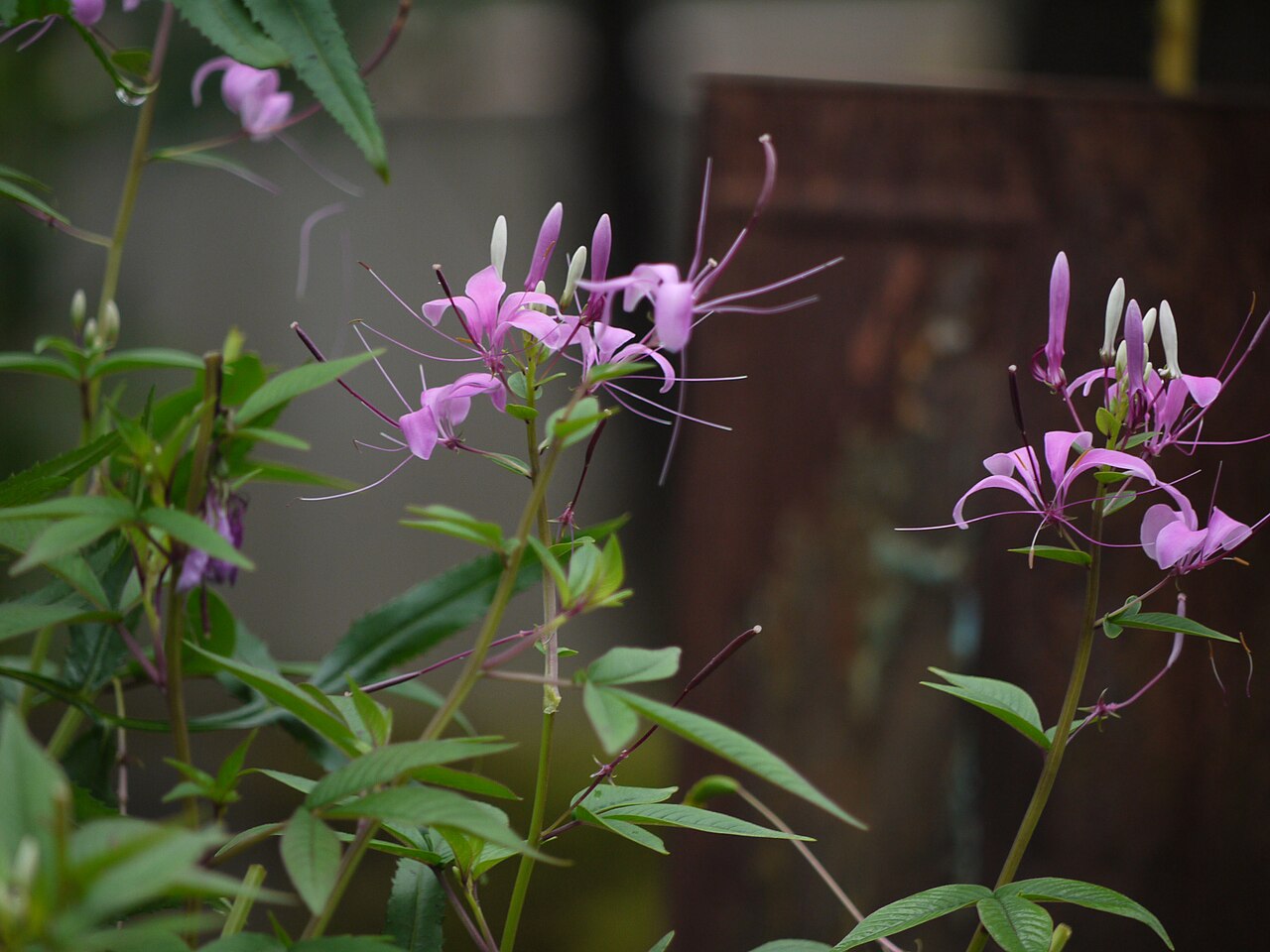 Volantines preciosos: Cleoserrata speciosa