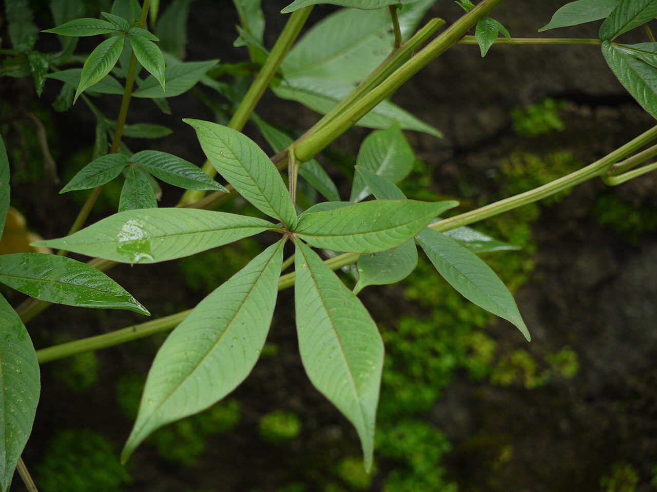 Volantines preciosos: Cleoserrata speciosa