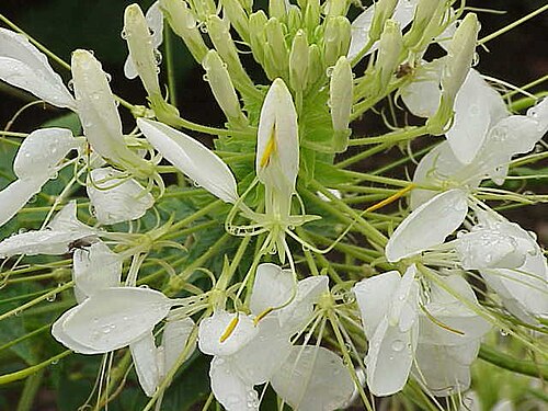 Volantines preciosos: Species : Cleome speciosa Family : Cleomaceae Image No. 6