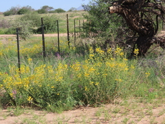 Cleome suffruticosa (Cleome suffruticosa)