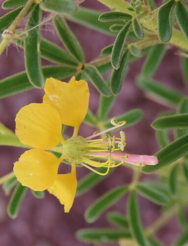 Cleome suffruticosa (Cleome suffruticosa)