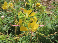 Cleome suffruticosa (Cleome suffruticosa)