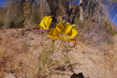 Cleome suffruticosa (Cleome suffruticosa)
