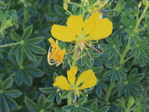 Cleome suffruticosa (Cleome suffruticosa)