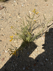 Cleome suffruticosa (Cleome suffruticosa)