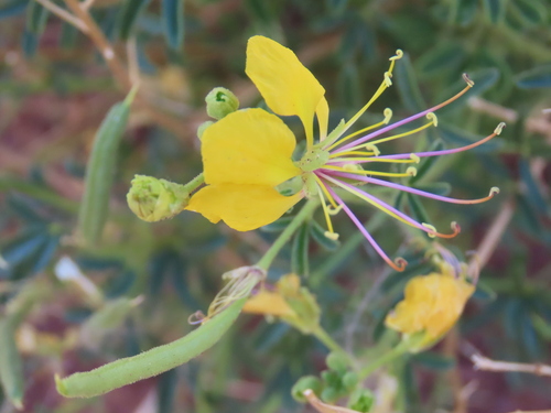 Cleome suffruticosa (Cleome suffruticosa)