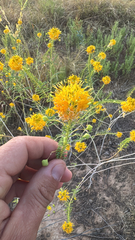 Narrowleaf rhombopod (Cleomella angustifolia)