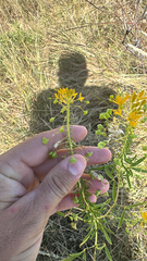 Narrowleaf rhombopod (Cleomella angustifolia)