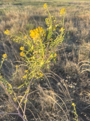 Narrowleaf rhombopod (Cleomella angustifolia)