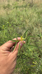 Narrowleaf rhombopod (Cleomella angustifolia)