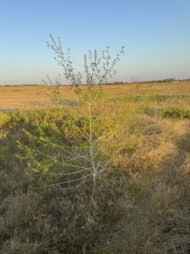 Narrowleaf rhombopod (Cleomella angustifolia)
