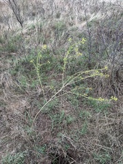 Narrowleaf rhombopod (Cleomella angustifolia)