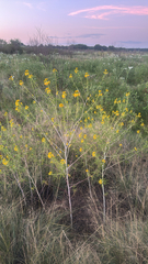 Narrowleaf rhombopod (Cleomella angustifolia)