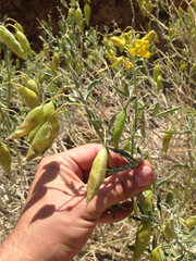 Bladderpod spiderflower (Cleomella arborea)