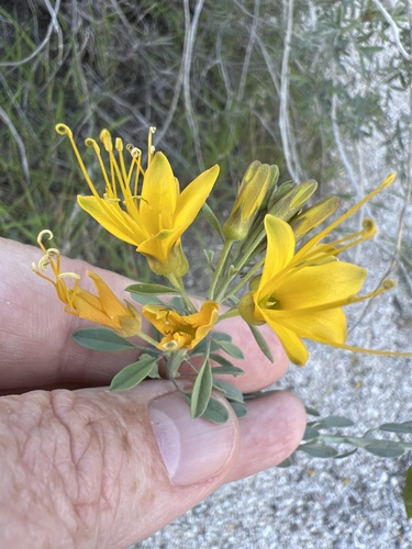 Bladderpod spiderflower (Cleomella arborea)