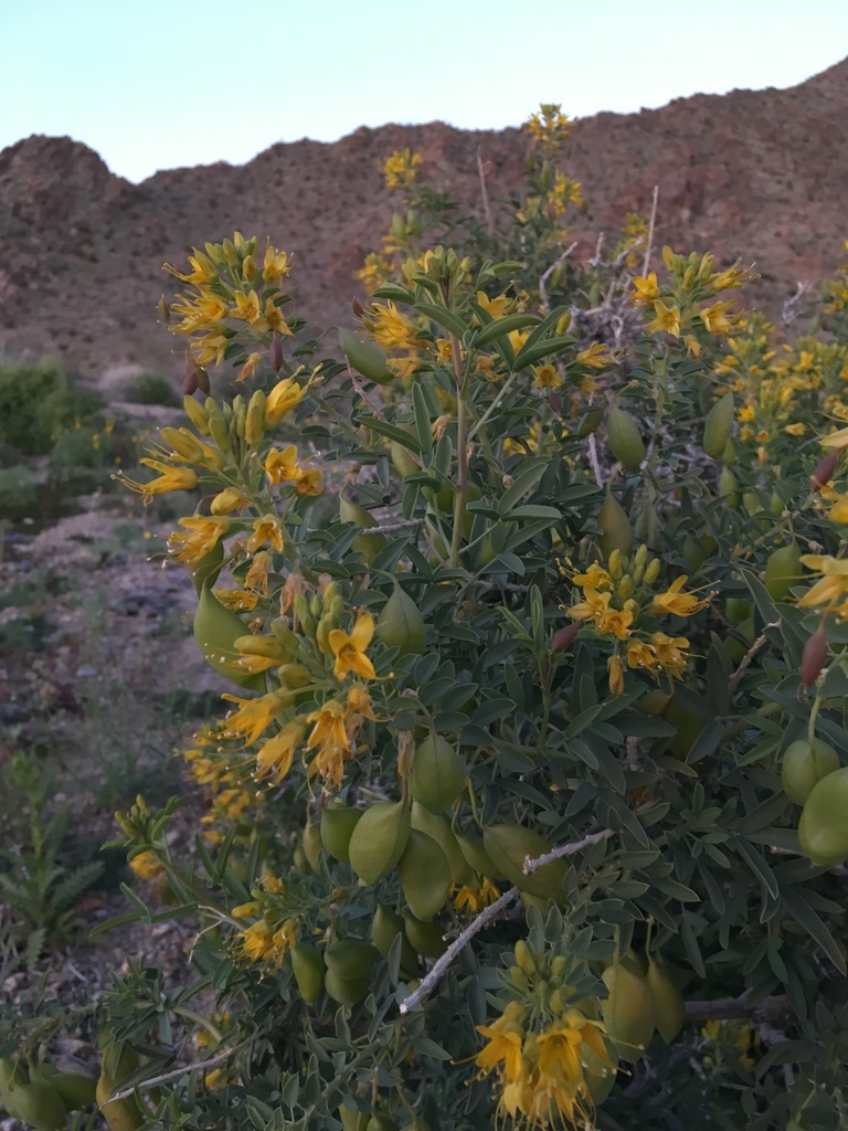 Bladderpod spiderflower (Cleomella arborea)