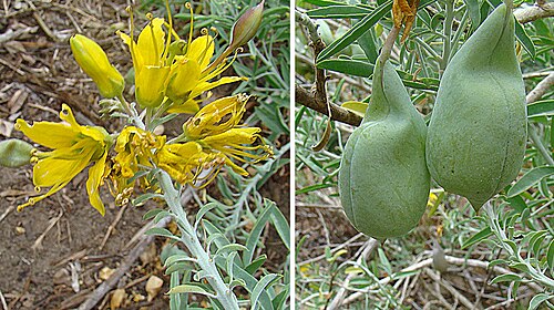 Bladderpod spiderflower: This species goes by names such as Bladderpod and Spider Flower in its dryland range of southwestern U.S. and northwestern Mexico, where it is known as Ejotillo