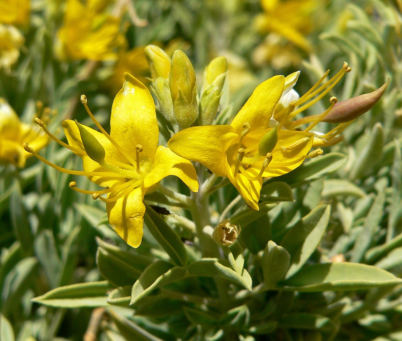 Bladderpod spiderflower: Isomeris arborea by Kelbaker Road near Willow Wash, Mojave National Preserve , southeastern California