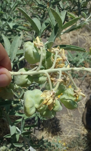 Bladderpod spiderflower (Cleomella arborea)