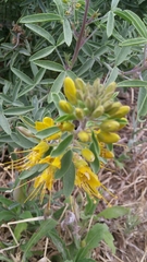 Bladderpod spiderflower (Cleomella arborea)