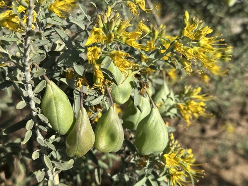 Bladderpod spiderflower (Cleomella arborea)