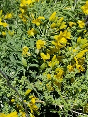 Bladderpod spiderflower (Cleomella arborea)
