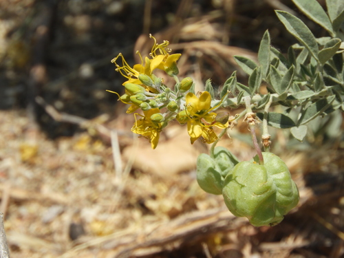 Bladderpod spiderflower (Cleomella arborea)