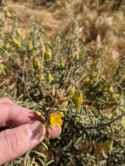 Bladderpod spiderflower (Cleomella arborea)