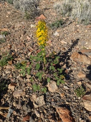 Hillman's stinkweed (Cleomella hillmanii)
