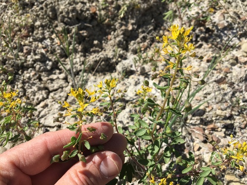 Hillman's stinkweed (Cleomella hillmanii)