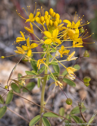 Hillman's stinkweed (Cleomella hillmanii)