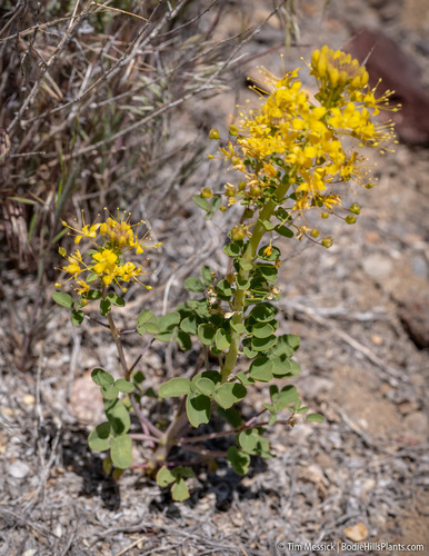 Hillman's stinkweed (Cleomella hillmanii)