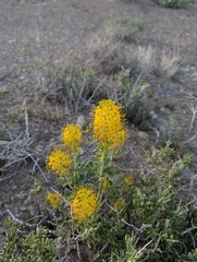 Hillman's stinkweed (Cleomella hillmanii)