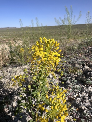 Hillman's stinkweed (Cleomella hillmanii)