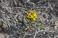 Hillman's stinkweed (Cleomella hillmanii)