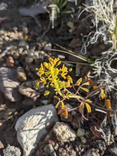 Hillman's stinkweed (Cleomella hillmanii)