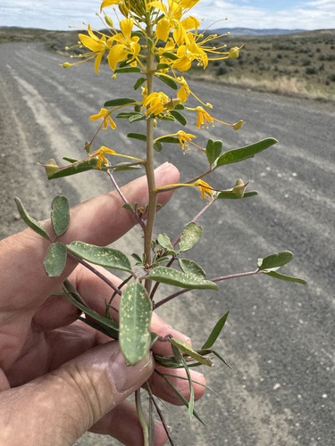 Hillman's stinkweed (Cleomella hillmanii)