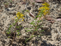 Hillman's stinkweed (Cleomella hillmanii)