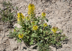 Hillman's stinkweed (Cleomella hillmanii)