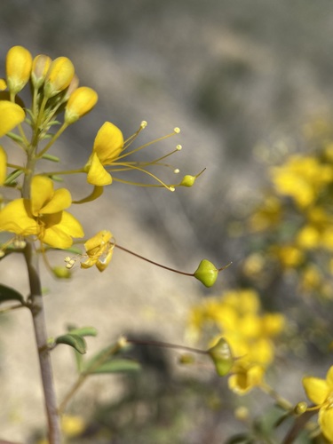 Hillman's stinkweed (Cleomella hillmanii)