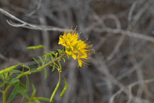 Cleomella lutea (Cleomella lutea)