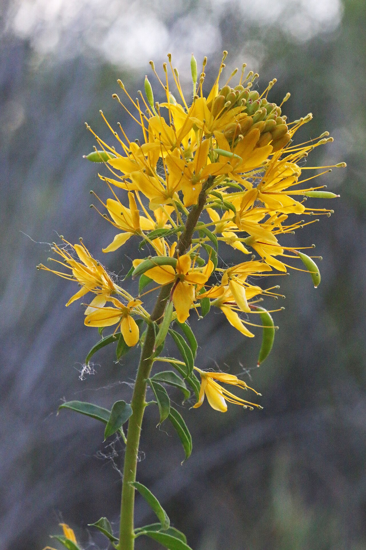 Cleomella lutea: Yellow beeplant (Peritoma lutea syn. Cleome lutea), Cleome family (Cleomaceae). Along the Virgin River, Sprindale near Zion Nat. Park, Utah.