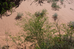 Cleomella lutea (Cleomella lutea)